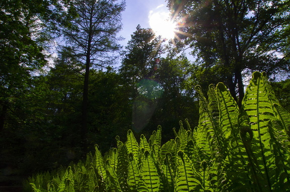 Tiergarten (Berlin) (11)