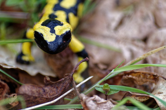 Salamander (Schwarzwald) (3)