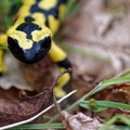 Salamander (Schwarzwald) (3)