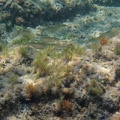 Gallipoli 100602