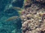 Herceg Novi 100271
