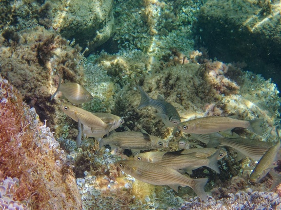 Banyalbufar 060019