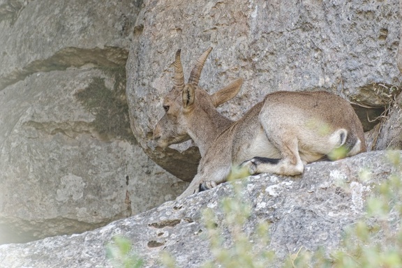 Torcal de Antequera 6301