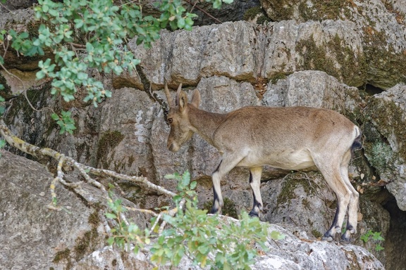 Torcal de Antequera 6307