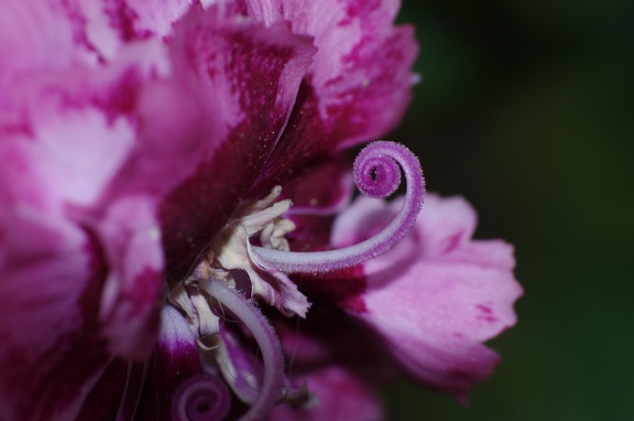 Fleur du balcon0036