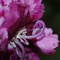 Fleur du balcon0036