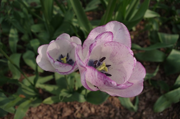 IMGP0126
