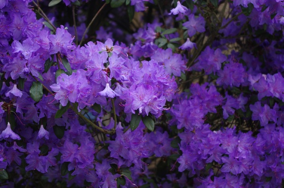 IMGP0246