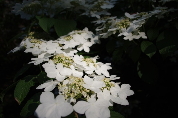 IMGP0675