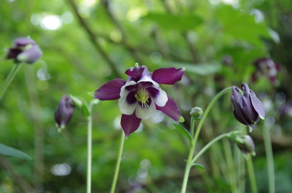 IMGP0665