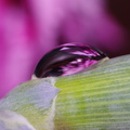 IMGP2223