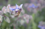 Insectes