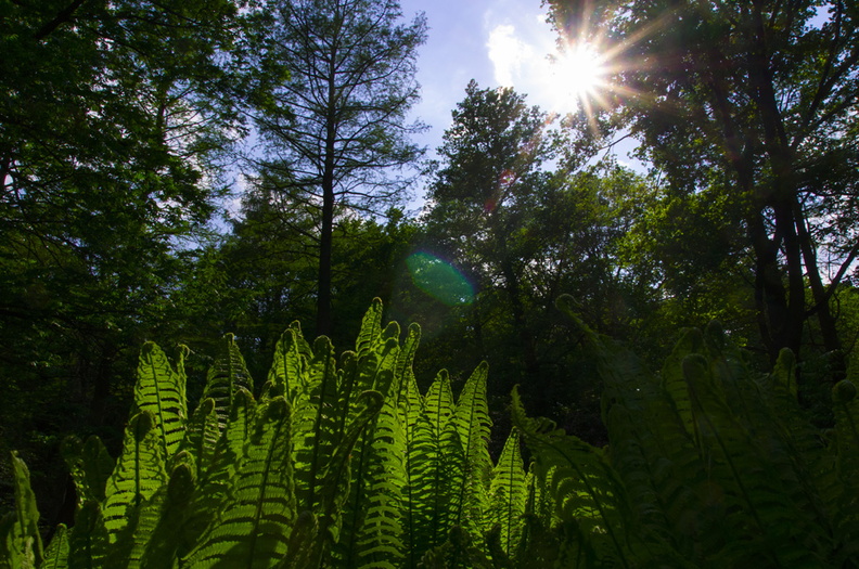 Tiergarten (Berlin) (9).jpg