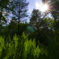 Tiergarten (Berlin) (9)