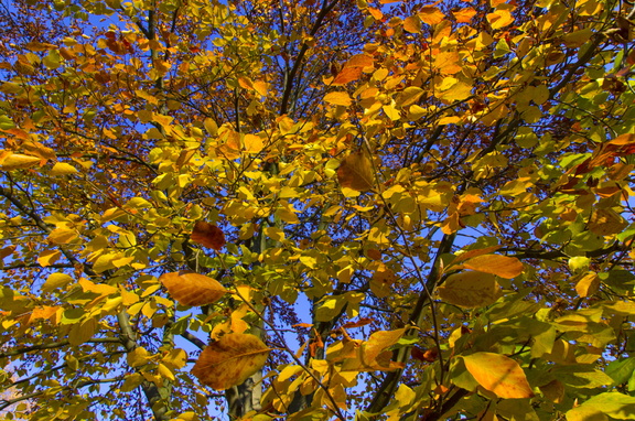 Volkspark Friedrischain (Berlin) (18)