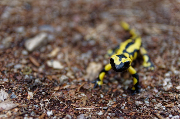 Salamander (Schwarzwald) (1)