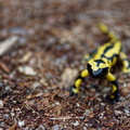 Salamander (Schwarzwald) (1).jpg