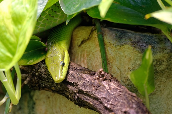 Aquarium Berlin 7722