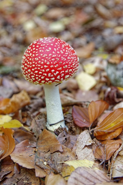 Bastei_7575.jpg