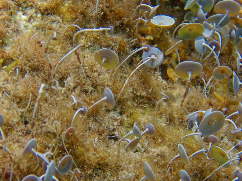 Banyalbufar_060021.jpg