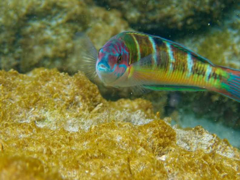 Playa de Maro_130534.jpg